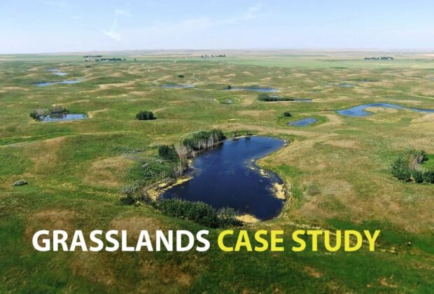 The Grasslands Case Study