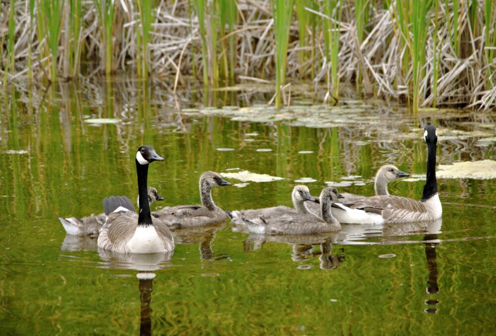 Canada goose pair, with goslings. 