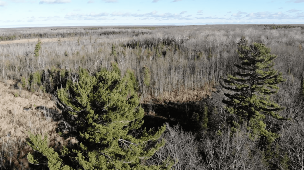 The Escarpment Biosphere Conservancy and Ducks Unlimited Canada partner to protect the Benallen Wetland Nature Preserve for future generations.