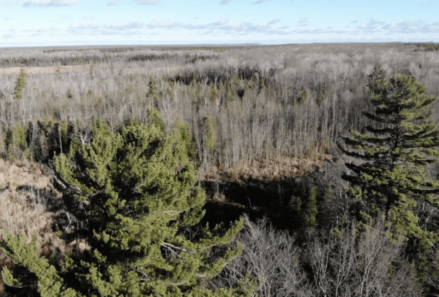 The Escarpment Biosphere Conservancy and Ducks Unlimited Canada partner to protect the Benallen Wetland Nature Preserve for future generations.