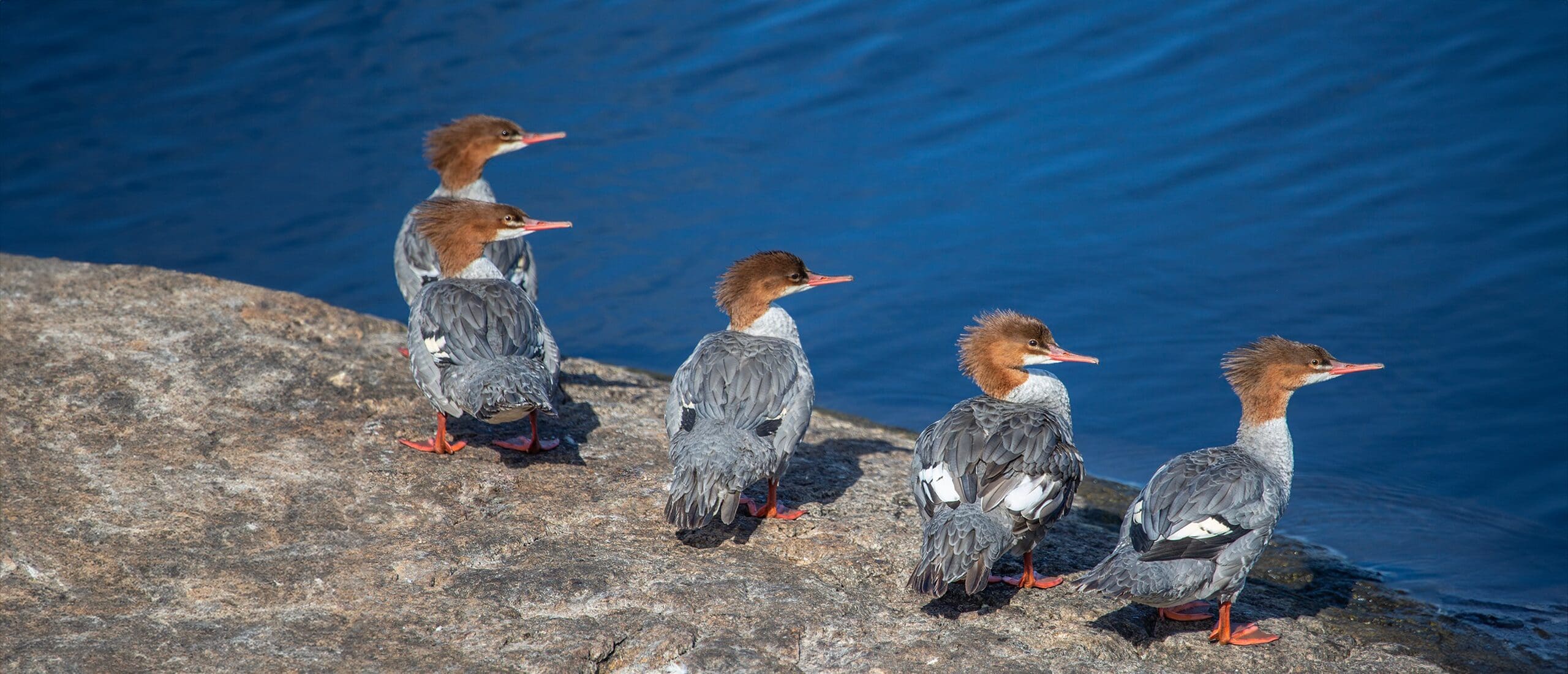 A group of mergansers resting on a rock