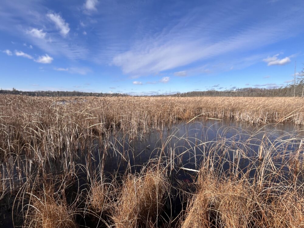 Northumberland Land Trust and Ducks Unlimited Canada secure new nature reserve to protect rare Ontario wetland