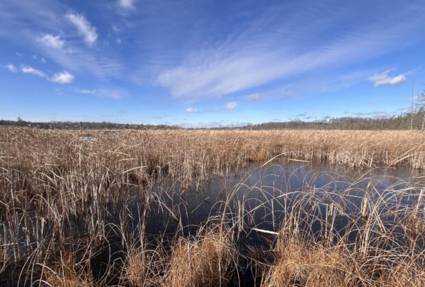 Northumberland Land Trust and Ducks Unlimited Canada secure new nature reserve to protect rare Ontario wetland