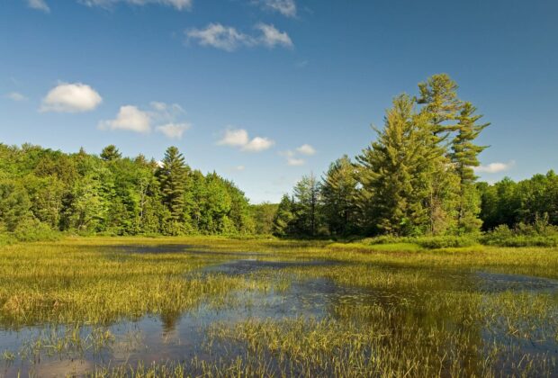 Call for continued investment in wetland conservation in Ontario