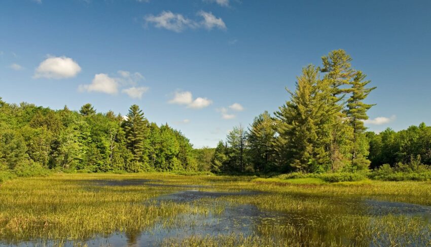 Call for continued investment in wetland conservation in Ontario