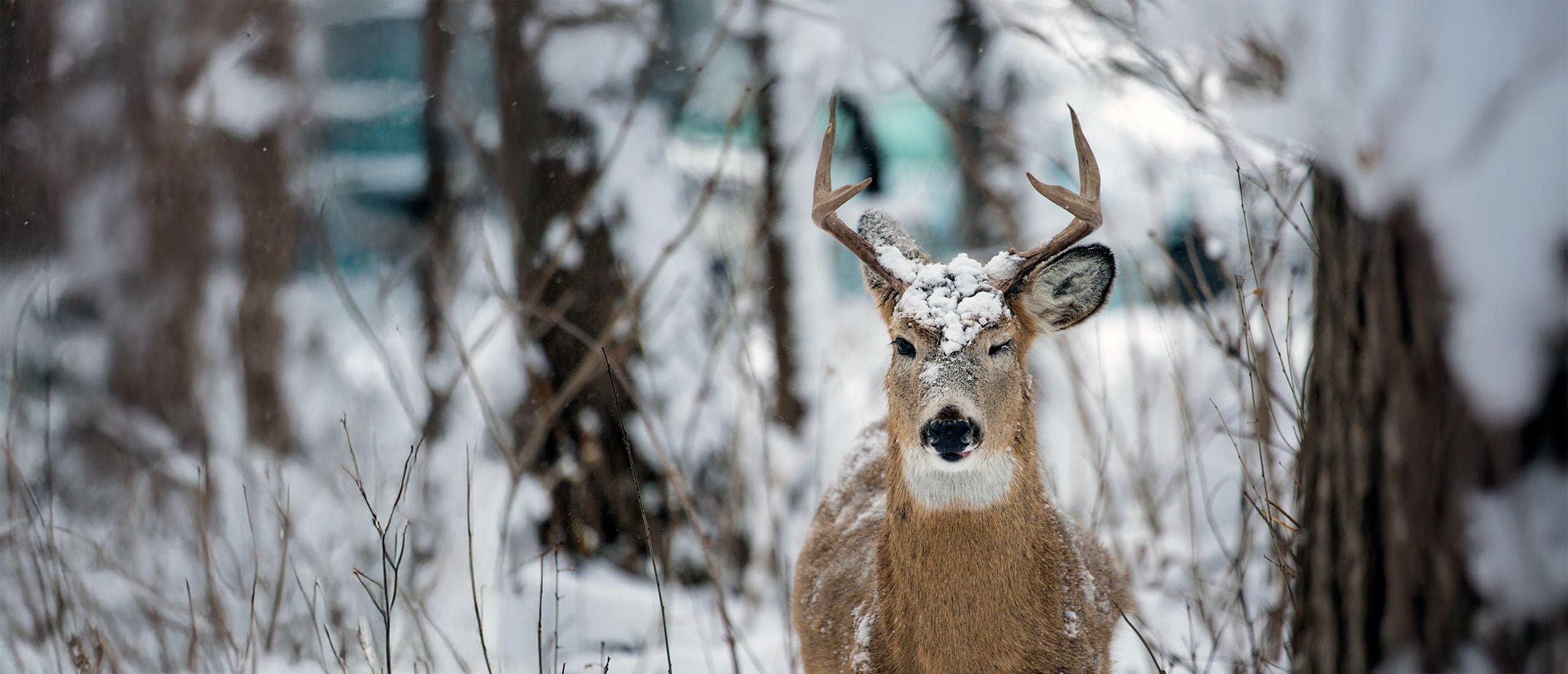 Deer standing in some snow covered woods