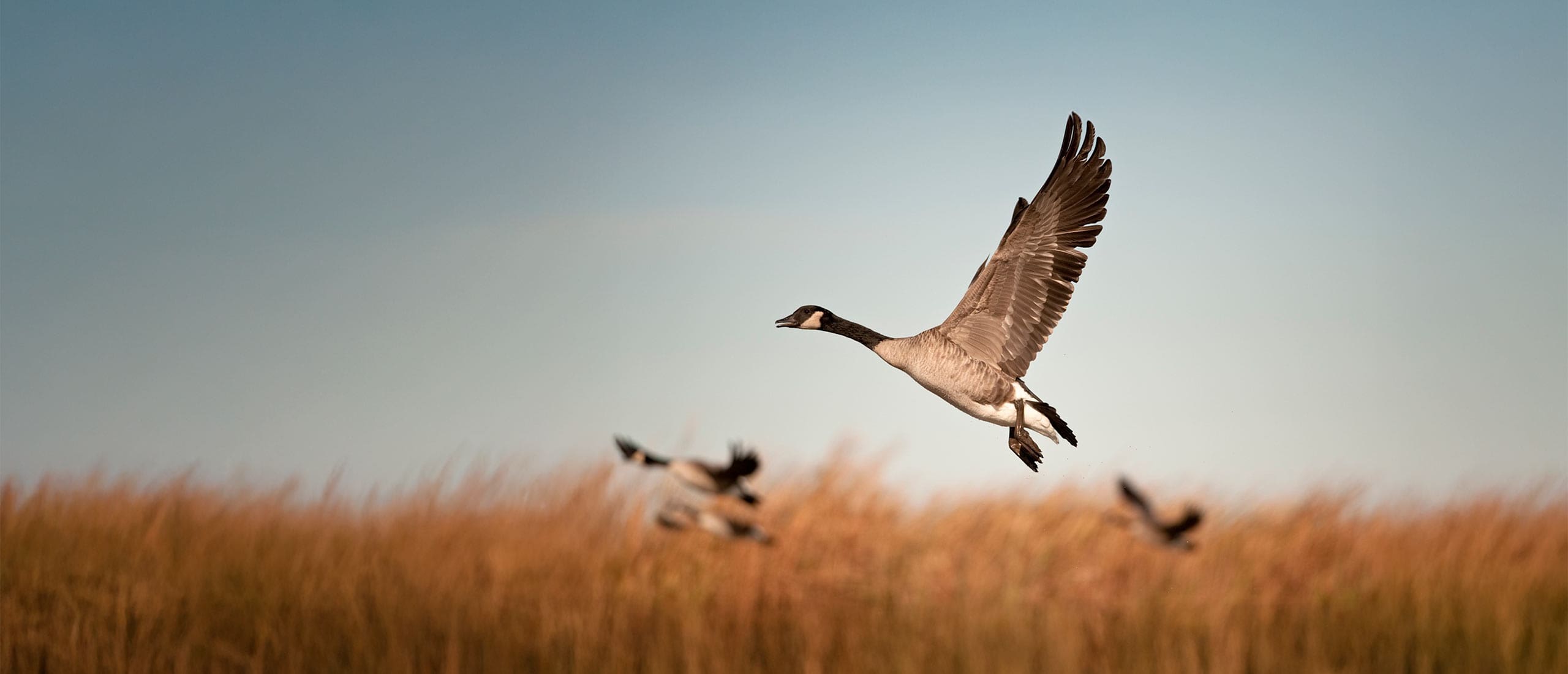 Canada geese taking flight 