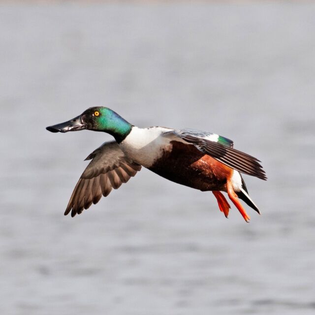 Provincial Archives — Page 28 of 31 — Ducks Unlimited Canada