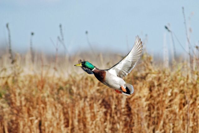 Getting my ducks in a row - Lodge wildlife and Canadiana