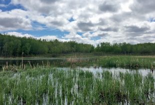Nature and Technology: Connecting Students for Wetland Conservation